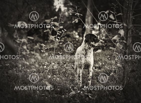 Abandoned Dog