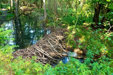 Beaver dam 