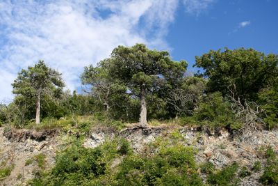 Powerful juniper trees on blue sky background in summer.