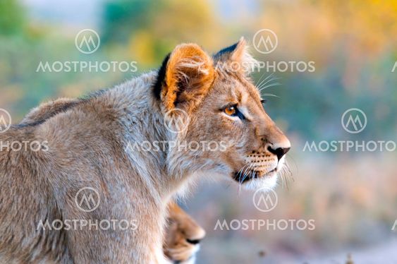 Lion - Löwe
