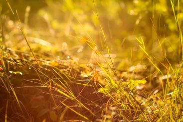 Tranquil autumn nature background in a sunset light.