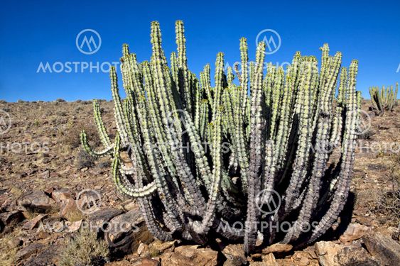a cactus in the fish river canyon south namibia