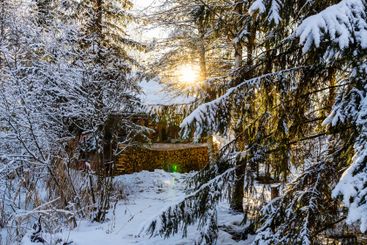 setting sun shines through snow-covered branches