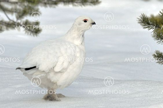 Willow Grouse/Ptarmigan (Lagopus lagopus)