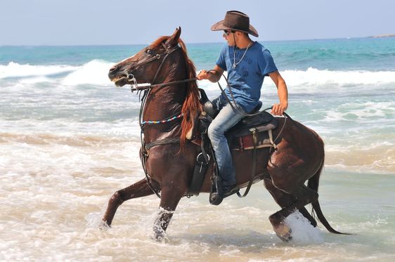 Badning Arabian horse