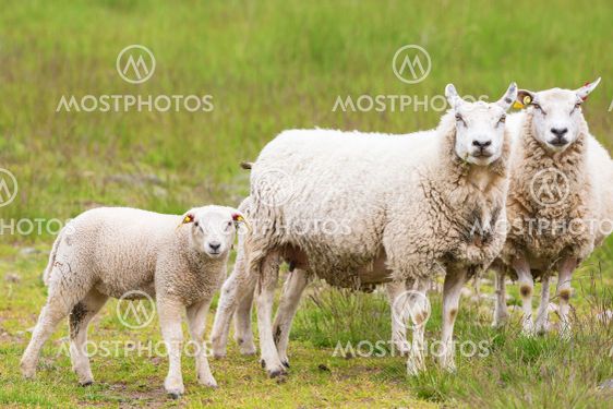 Sheeps with lambs