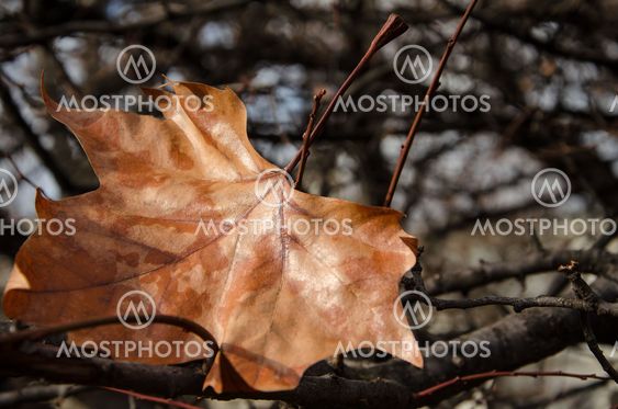The last autumn leaf