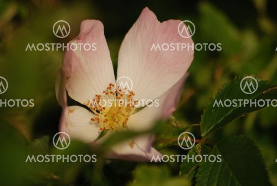 Rose at the end of the day