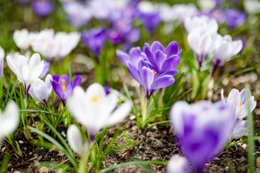 Blooming crocus flowers in the park. Spring landscape.