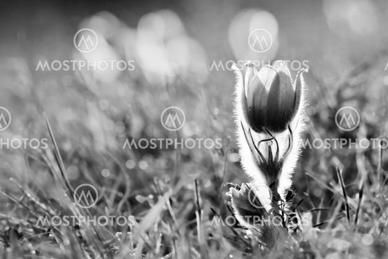 Pasque Flower blooming on spring meadow at the sunset -...