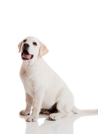 Labrador puppy