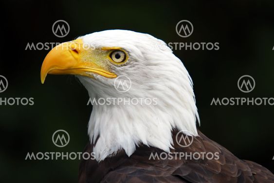 American Bald Eagle (Haliaeetus leucocephalus)