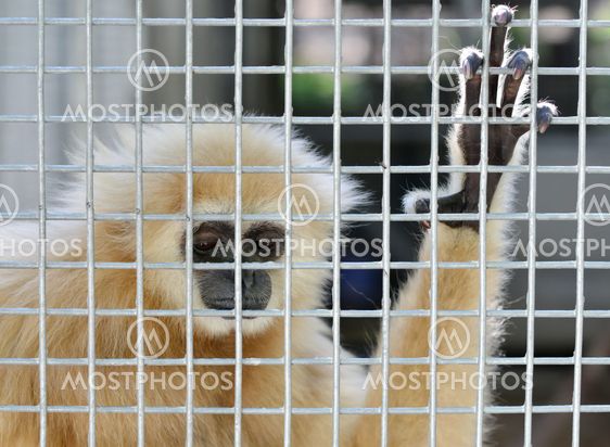 gibbon in cage