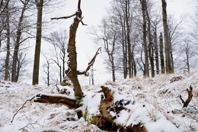 Sad moody, deep melancholy. Fallen trunk on stony hill....