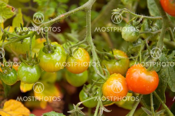 Tomatoes ripening in the garden