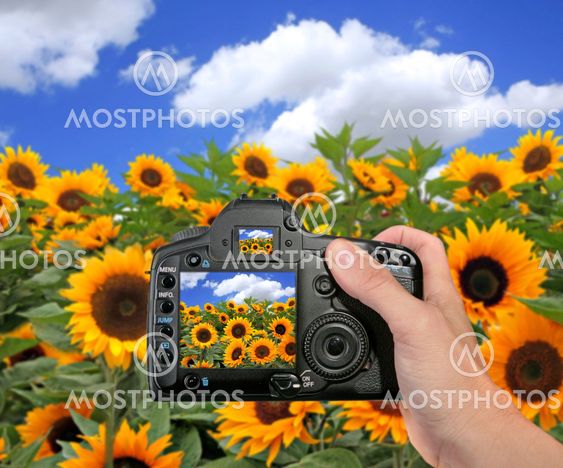 Shooting a Photograph in a Sunflower Field