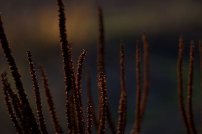 Afton i vinterträdgården