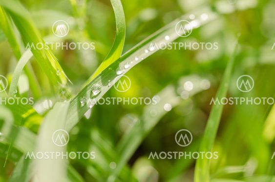 Grass and water drops