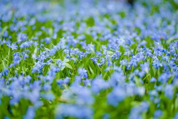 Scilla flowers blooming in the spring garden on the...