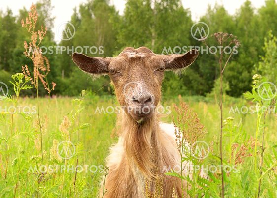 Brown Goat in green village field Farm Animal