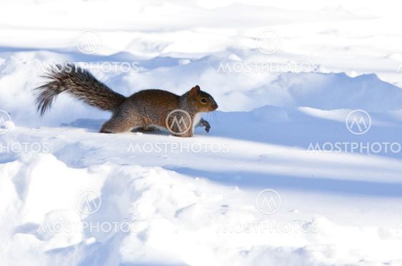 Squirrel in Center Park New York at winter time