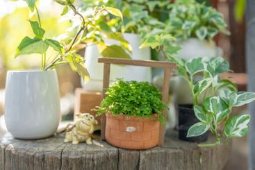 small plant pot green leaves tree garden decoration cute...