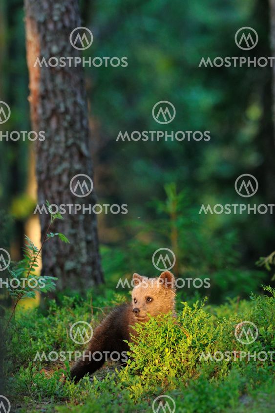 Brown bear cub in sunset