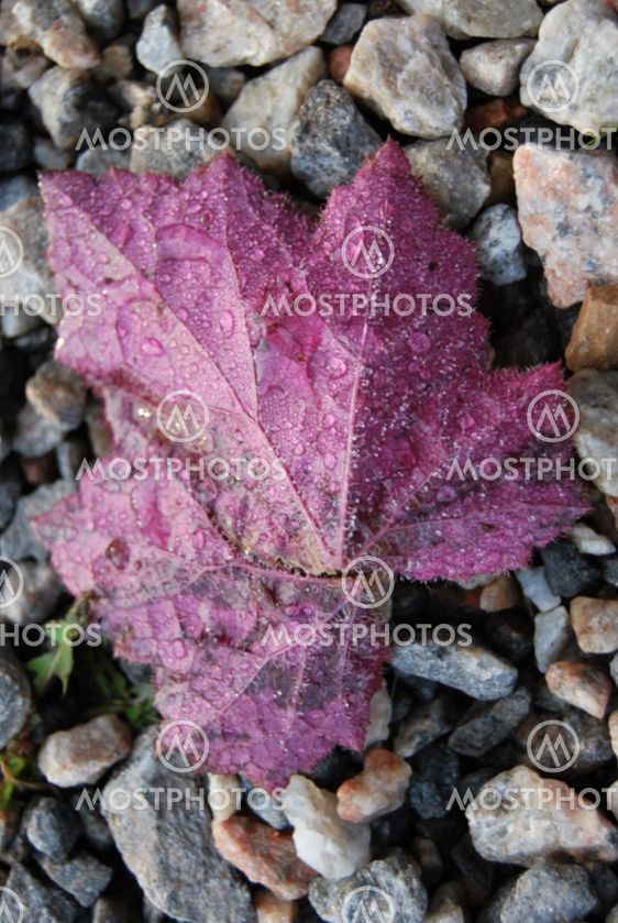leaf, leif