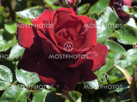 Red Rose