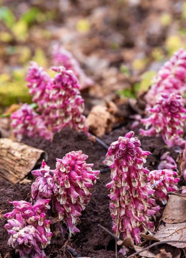 Toothwort flowers in bloom at springtime