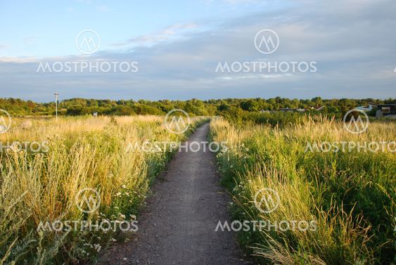Footpath surrounded of lush vegetation
