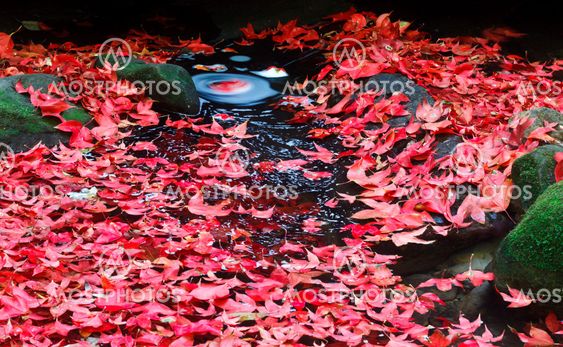 Red maple leaf during fall