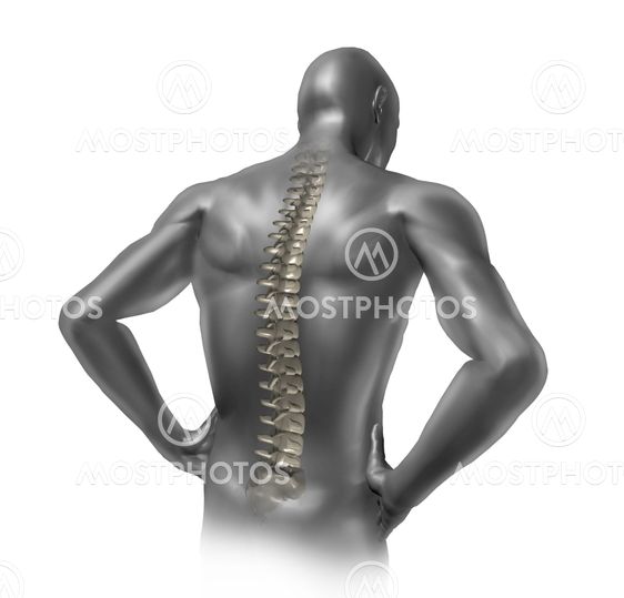 Human back spine