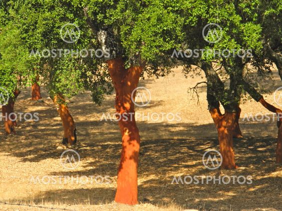 Cork Trees