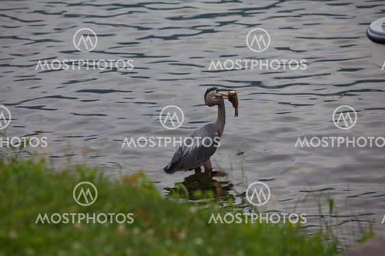 Great Blue Heron- successful fishing