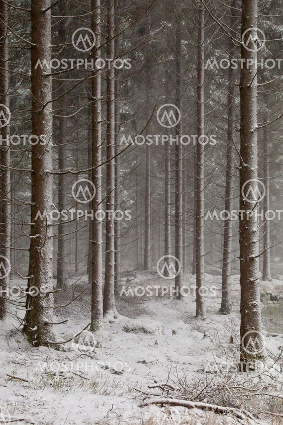 The first snow