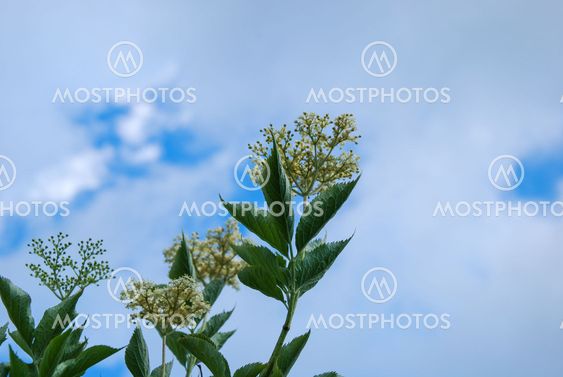 Elder flower branch