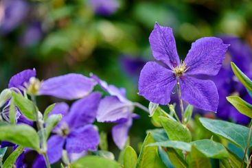 Purple, nature and flowers closeup in garden, leaves or...