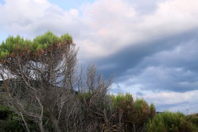 Branchy dried juniper tree with green treetop on the...