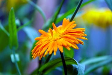 Marigold flower and leaves in ambient light. Background