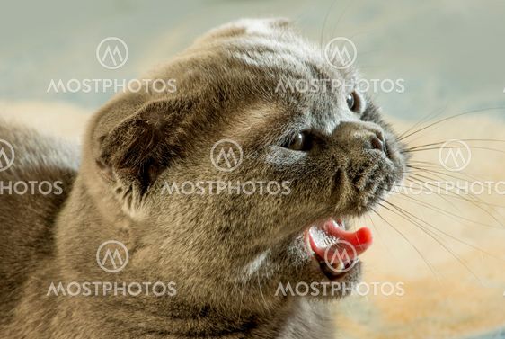 Scottish fold cat
