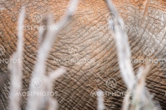 An abstract close up of the body and textured hide of a...