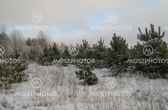 Small pine trees