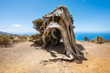 Juniper tree bent by wind. Famous landmark in El Hierro,...