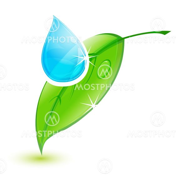 leaf with water drop
