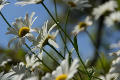 plant, flower, bloom, blossom, flowering, red, seed,...