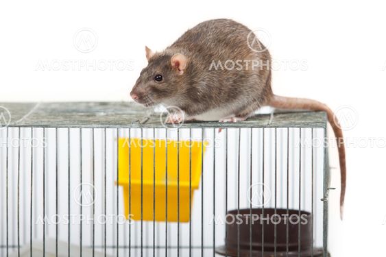 Rat on a coop