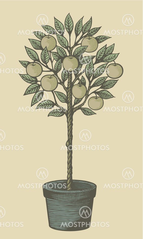 Apple tree woodcut