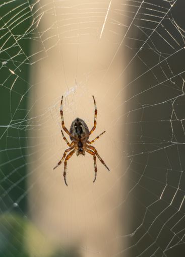 European garden spider Araneus diadematus in a web.