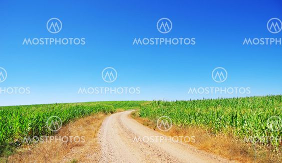 Road in Green Corn Field